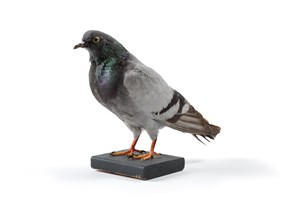 Image description is not available for 2012.1.3